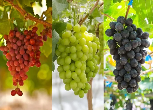 Grapes_Green_Seedless_Hybrid_Thai_Variety_(Pack_Of_3)
