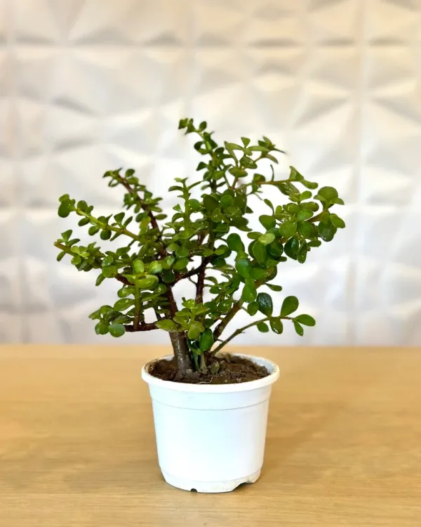 Hybrid_Jade_Plant_For_Your_Home_And_Garden_Area