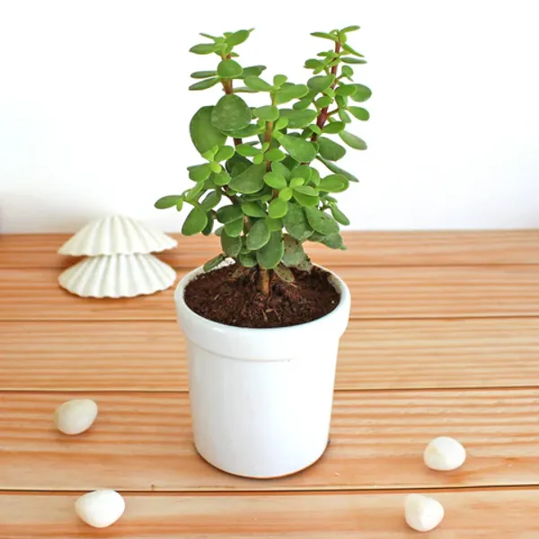 Hybrid_Jade_Plant_For_Your_Home_And_Garden_Area
