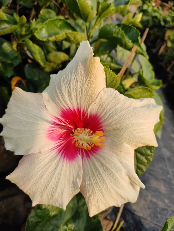 White_And_Red_Hibiscus_Plant_|_For_Home_Garden