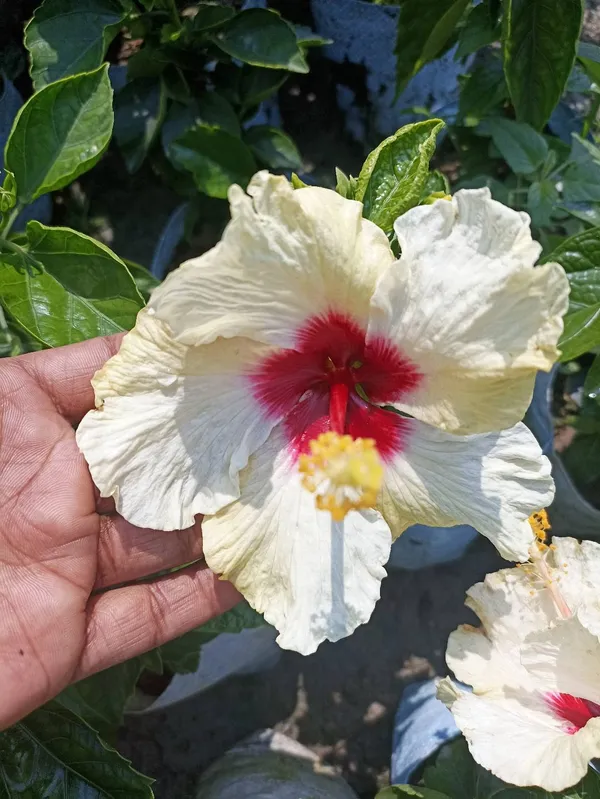 White_And_Red_Hibiscus_Plant_|_For_Home_Garden