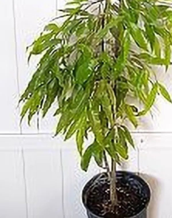Ashok_Plant_(Hybrid)