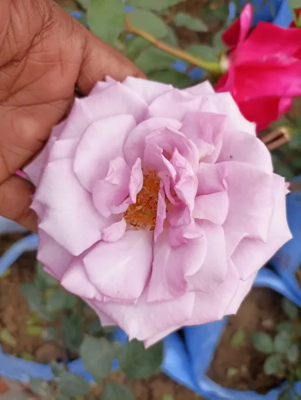 HYBRID_ROSE_PLANT
