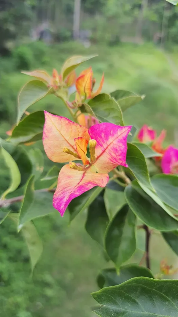Bougainvillea_Plant_(Hybrid)