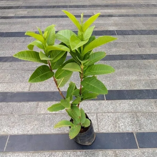 Hybrid_Green_Malaysian_Guava_Plant