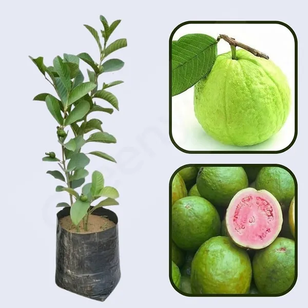 Hybrid_Green_Malaysian_Guava_Plant