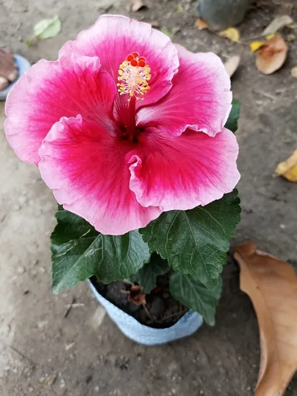 Hibiscus_Plant_(Hybrid)