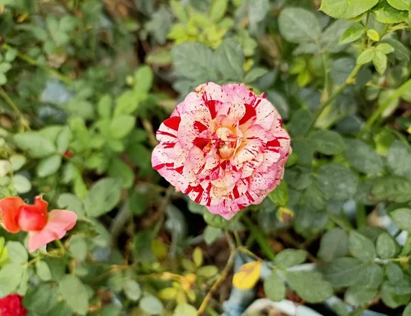 Rose_Plant_(Hybrid)