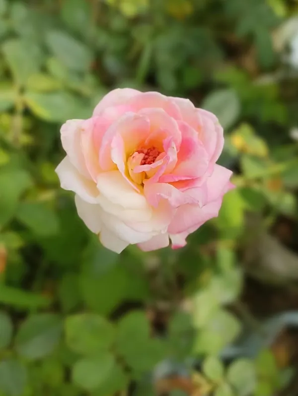 Rose_Plant_(Hybrid)