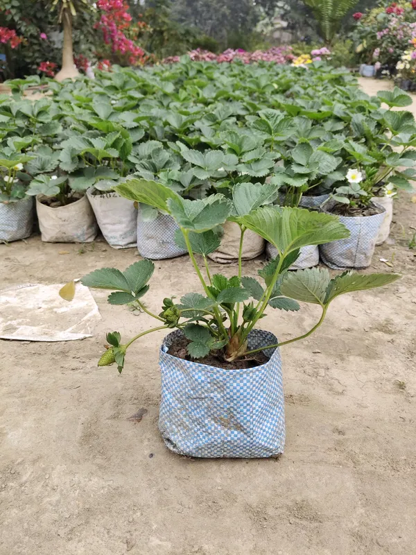 Hybrid_Strawberry_Plant_Big_Size_Fruit
