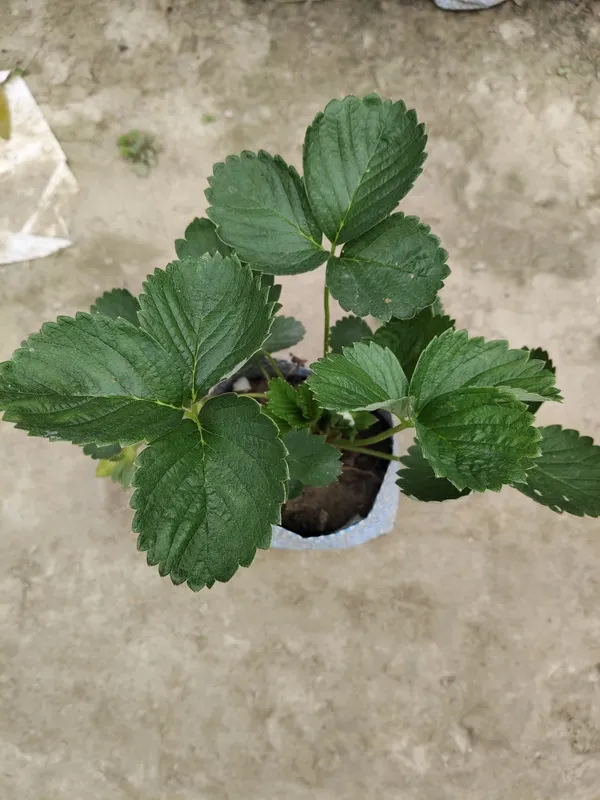 Hybrid_Strawberry_Plant_Big_Size_Fruit