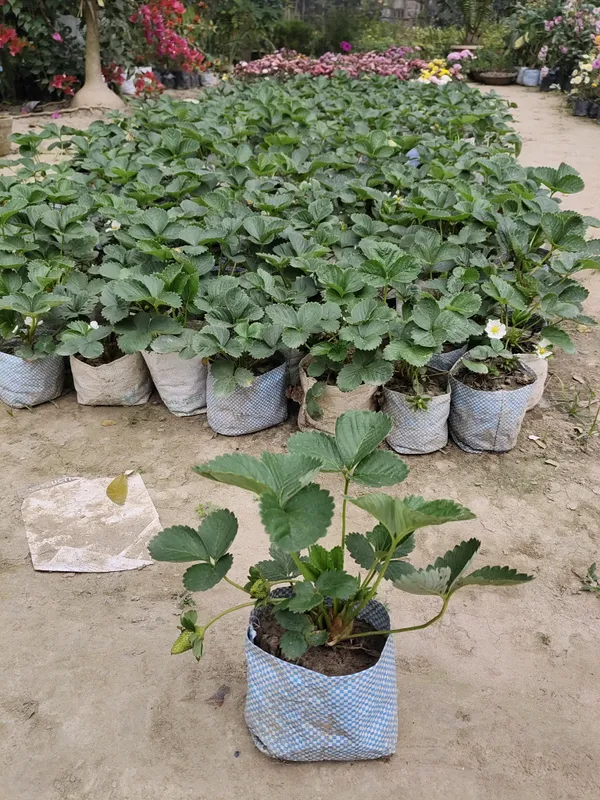 Hybrid_Strawberry_Plant_Big_Size_Fruit