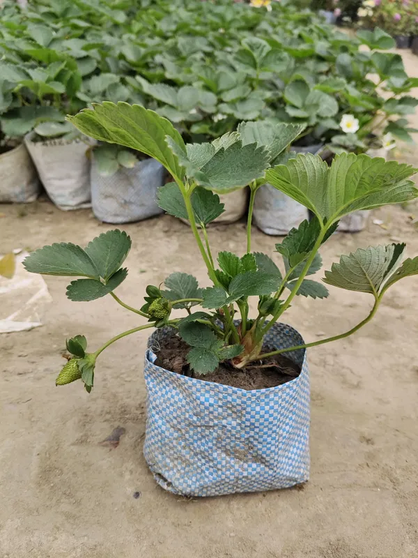 Hybrid_Strawberry_Plant_Big_Size_Fruit