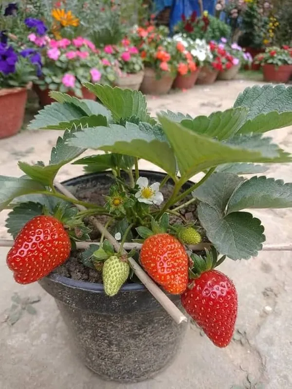Hybrid_Strawberry_Plant_Big_Size_Fruit