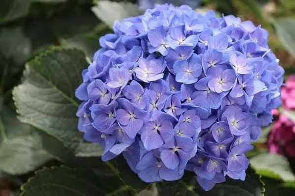 Hydrangea_Flower_Plant_Blue_Color