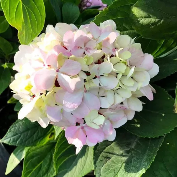 Hydrangea_Flower_Plant_Pink