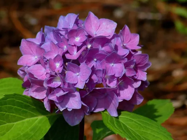 Hydrangea_Flower_Plant