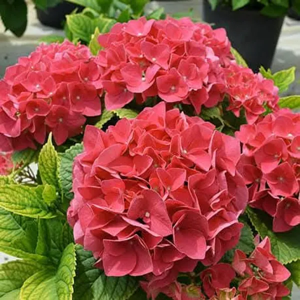 Hydrangea_Flower_Plant_Red_Color