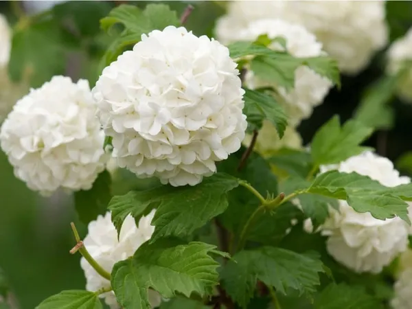 Hydrangea_Flower_Plant_White_Color