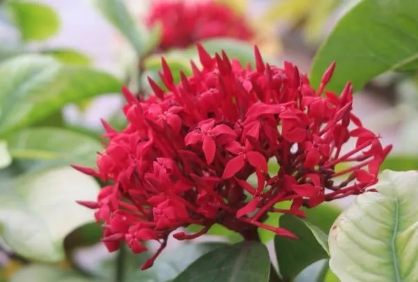 Ixora_Singaporensis_Red_Flowering_Plant_(Hybrid)