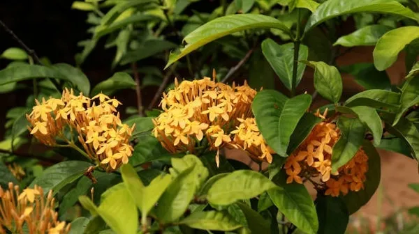 Ixora_Mini_Pink_Flowering_Plant_(Hybrid)