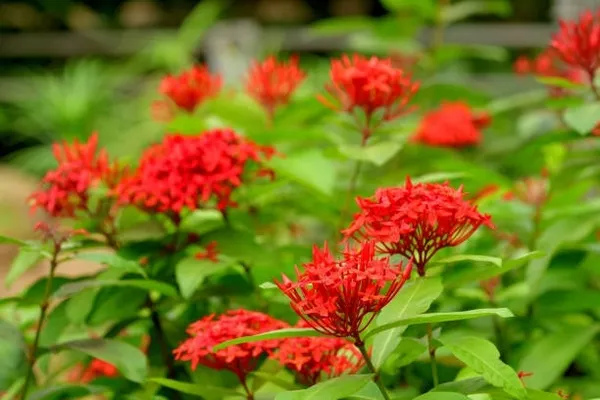 Ixora_Singaporensis_Red_Flowering_Plant_(Hybrid)