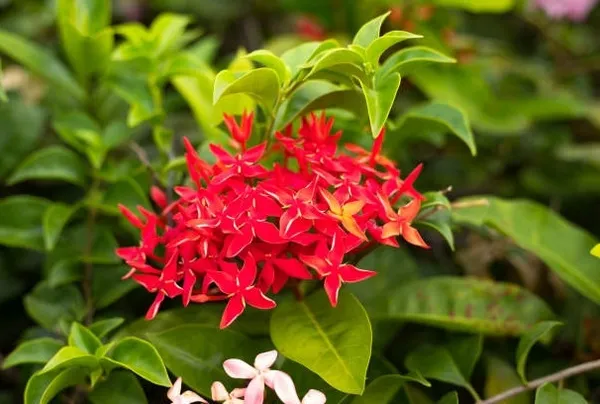 Ixora_Mini_Red_Flowering_Plant_(Hybrid)