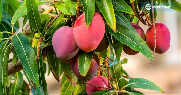 Mango_Plant_All_Time_Fruit_12_Month_Grafted_Plant