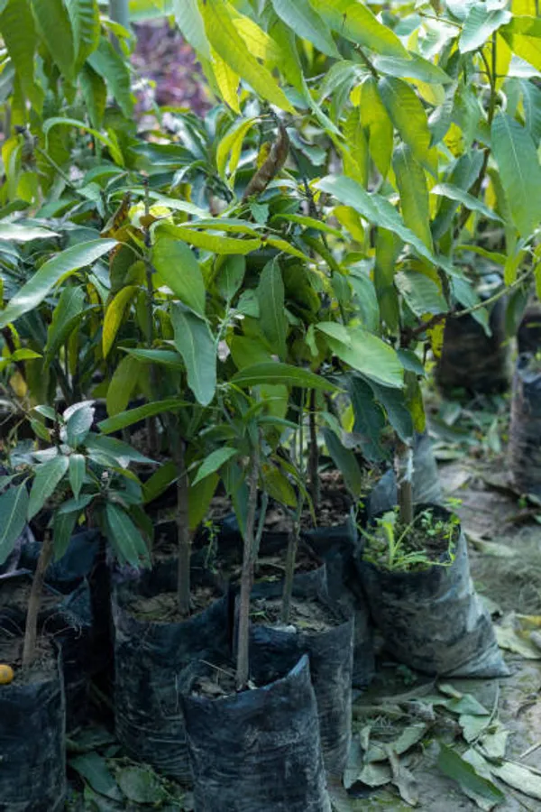 Mango_Plant_All_Time_Fruit_12_Month_Grafted_Plant
