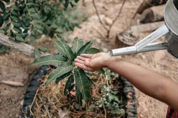 Mango_Plant_All_Time_Fruit_12_Month_Grafted_Plant