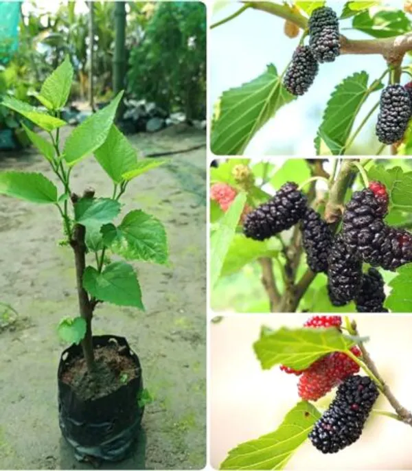 Long_Mulberry_Frout_Plant_(Hybrid_VERITY)