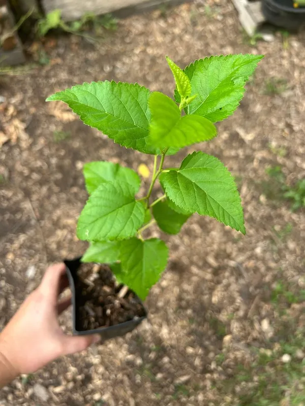 Long_Mulberry_Frout_Plant_(Hybrid_VERITY)
