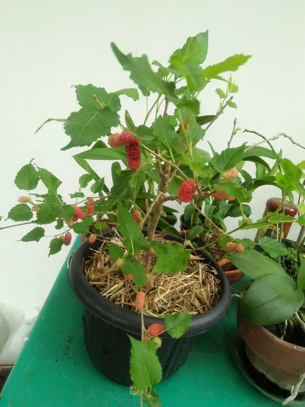 Long_Mulberry_Frout_Plant_(Hybrid_VERITY)