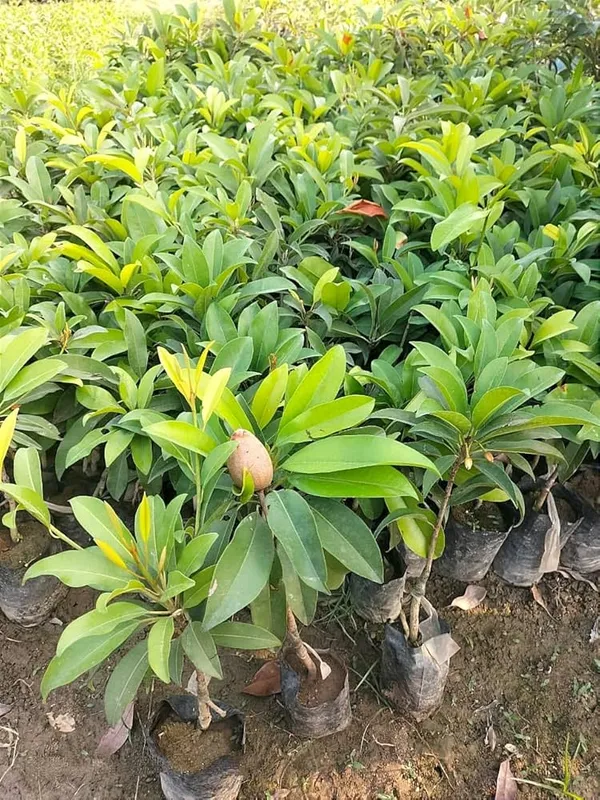 Thai_Kalapati_Chiku_Plant/_Dwarf_And_Hybrid_(Grafted)_Plants