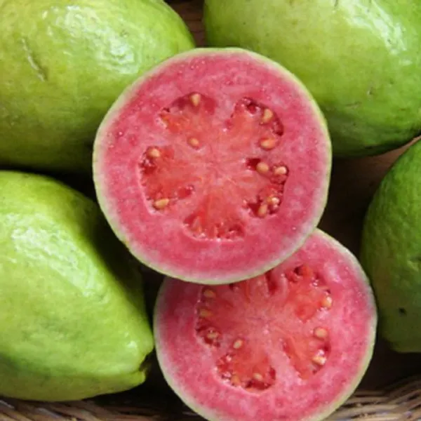 Kramarik_Guava_Hybrid_Baramasa_Fruit_Plant