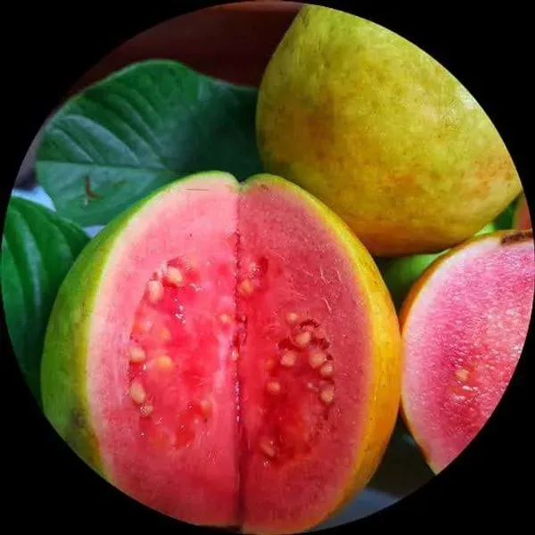Kramarik_Guava_Hybrid_Baramasa_Fruit_Plant