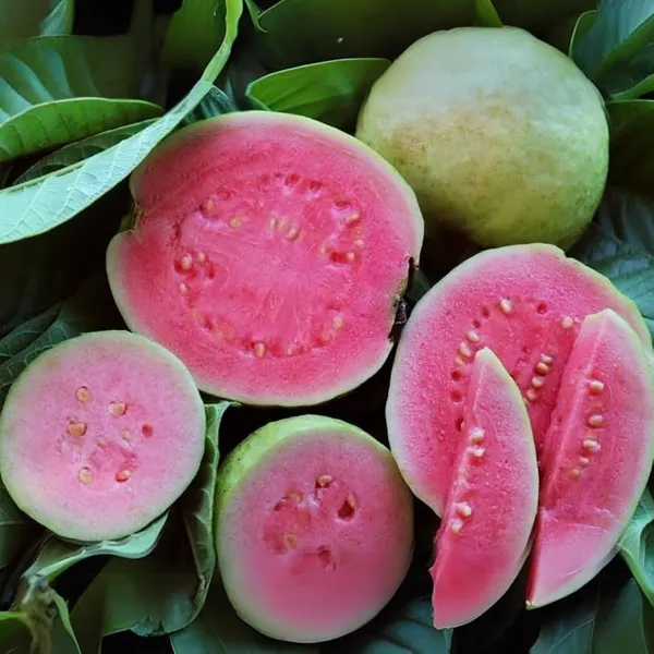 Kramarik_Guava_Hybrid_Baramasa_Fruit_Plant
