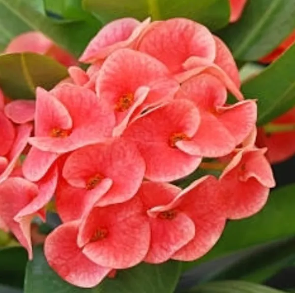Euphorbia_Plant_(Hybrid)