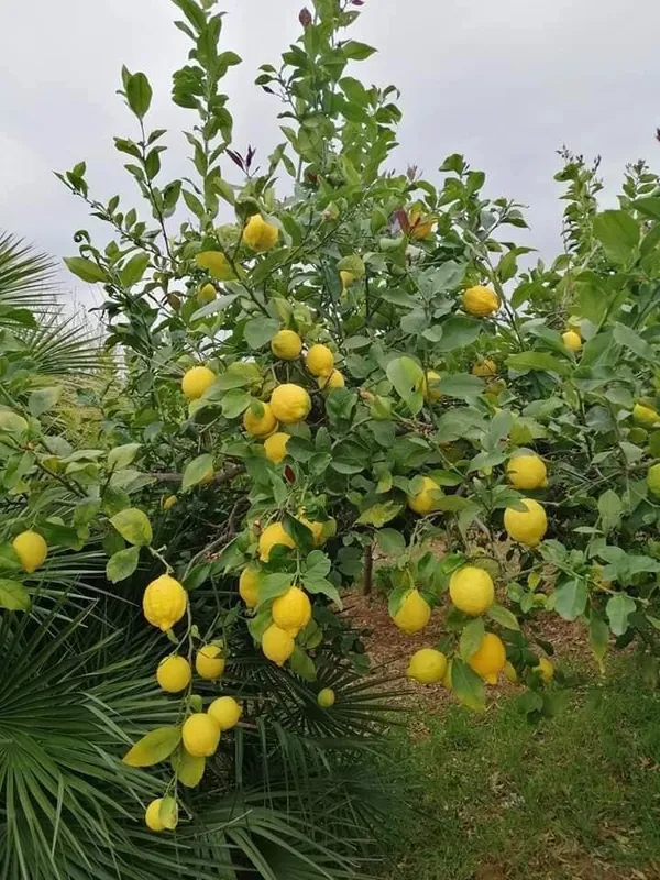 Seedless_Lemon_Plant_Dwarf_And_Hybrid_Plants