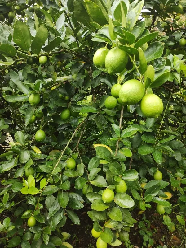 Seedless_Lemon_Plant_Dwarf_And_Hybrid_Plants