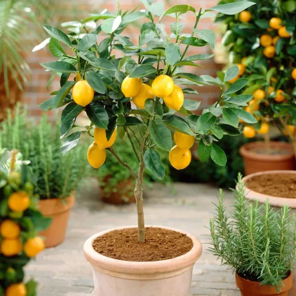 Seedless_Lemon_Plant_Dwarf_And_Hybrid_Plants