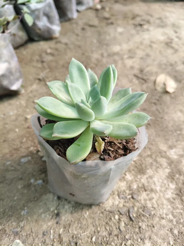 Lakshmi_Kamal_Plant_|_For_Home_Garden