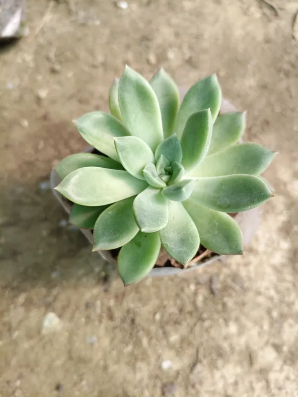 Lakshmi_Kamal_Plant_|_For_Home_Garden