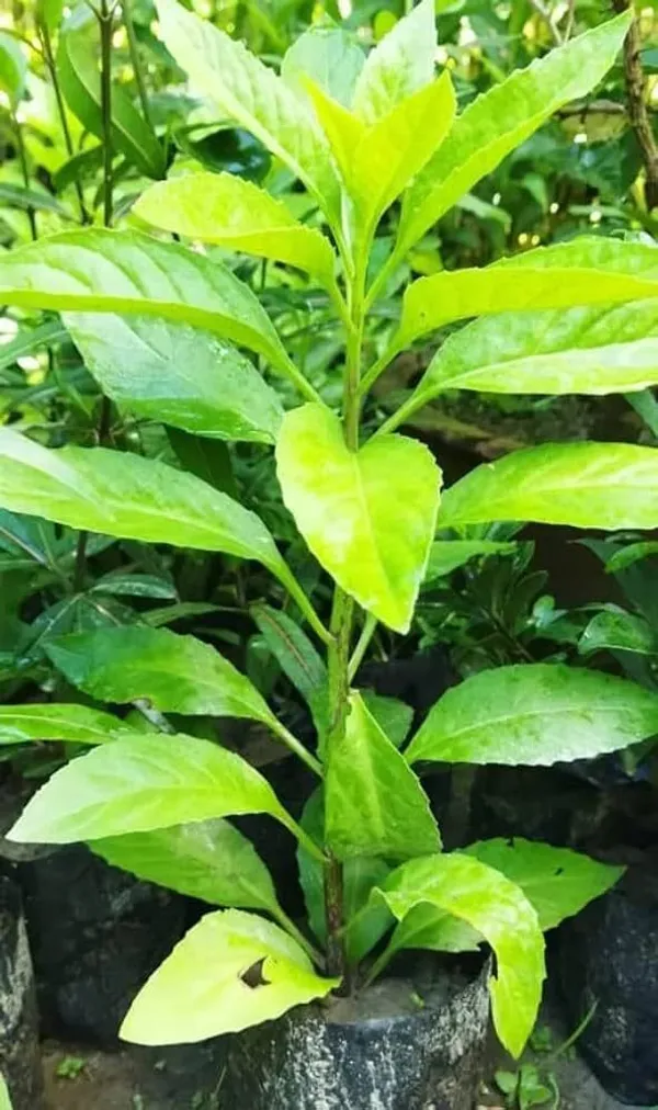 Hybrid_Insulin_Plant_|_For_Home_Garden