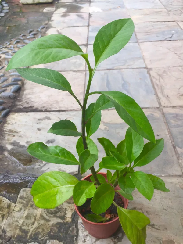 Hybrid_Insulin_Plant_|_For_Home_Garden