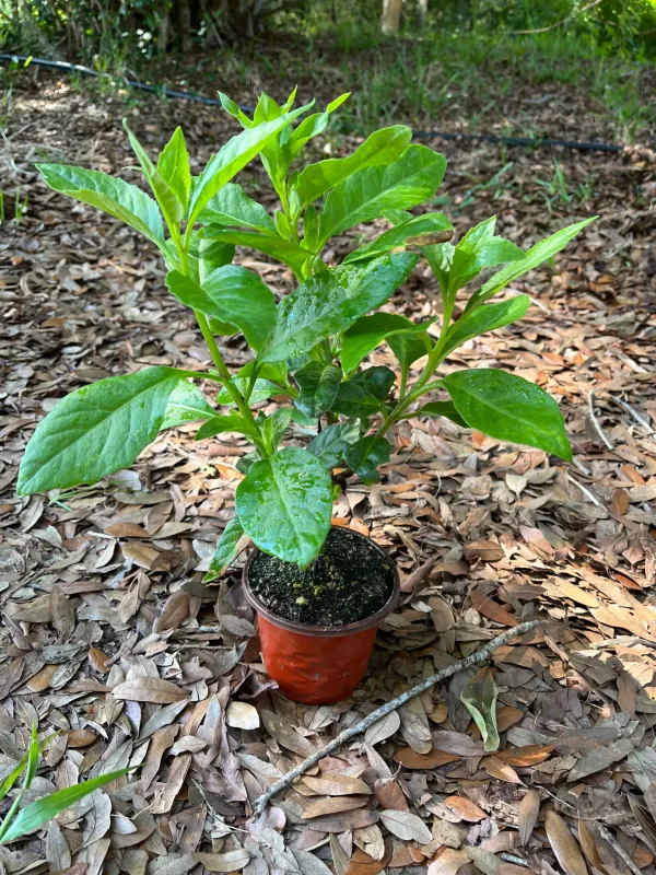 Longevity_Spinach_-_Insulin/_Diabetes_Plant