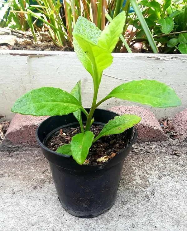 Longevity_Spinach_-_Insulin/_Diabetes_Plant