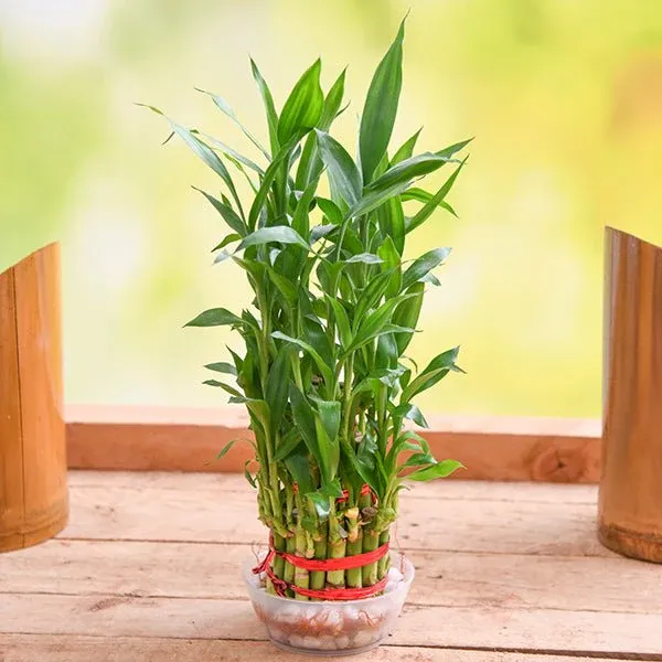 Lucky_Bamboo_Indoor_Plant