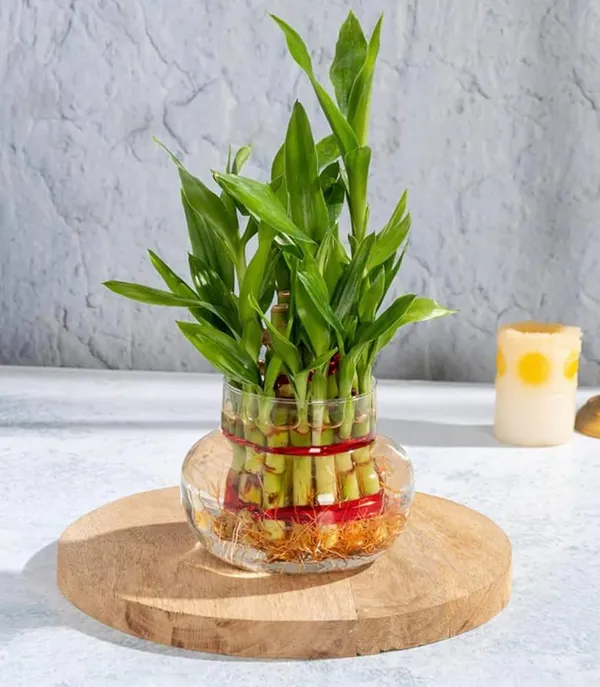 Lucky_Bamboo_Indoor_Plant