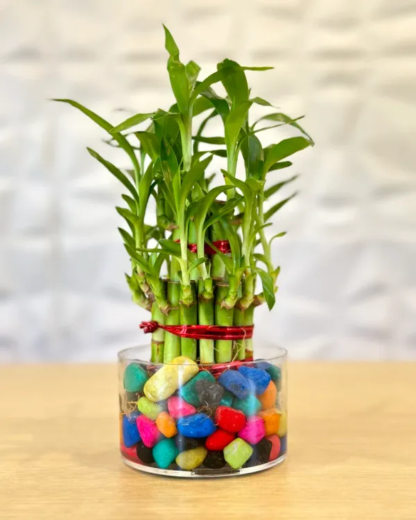 Lucky_Bamboo_Indoor_Plant